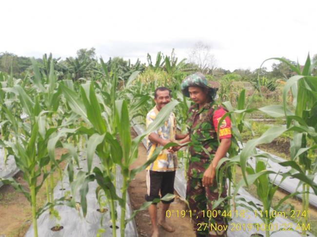 WUJUDKAN KETAHANAN PANGAN, BABINSA KORAMIL XIII KOTO KAMPAR AKTIF BANTU PETANI