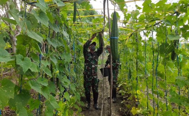 Hasil Kebun Melimpah, TNI Bagi-Bagi Sayur Gratis di Tengah Wabah Covid-19 Kepada Masyarakat
