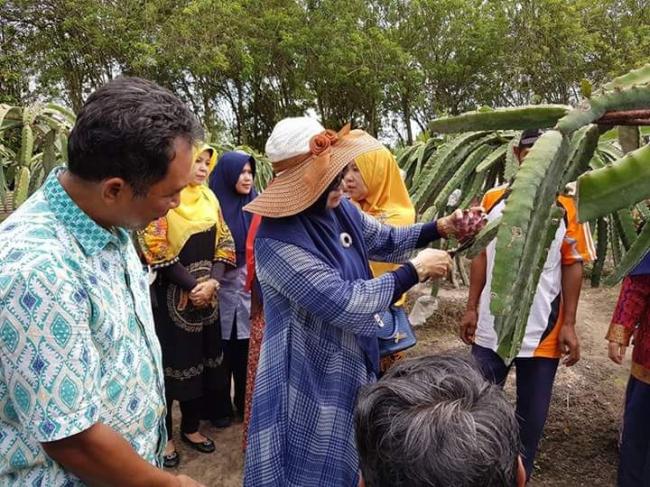 Kunjungi BPPM AA, UIR dan Dharma Wanita Terinspirasi Bangun Agrowisata