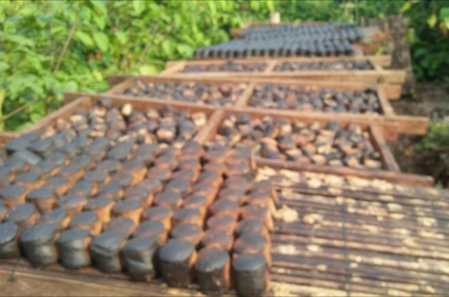 Gambir Desa Tabing Khususnya Koto Kampar Hulu Masuk Kepasar Lelang Komoditi Agro
