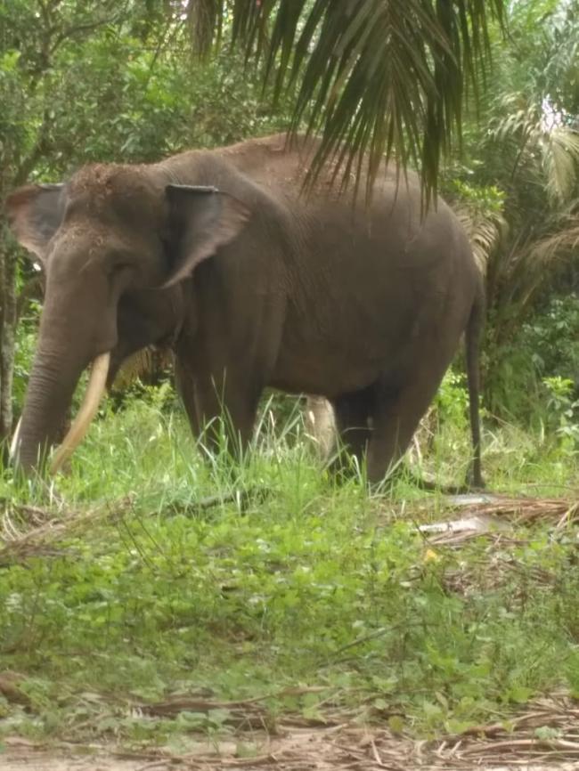 Warga Desa Panik, Kawanan Gajah Liar Masuk Perkampungan