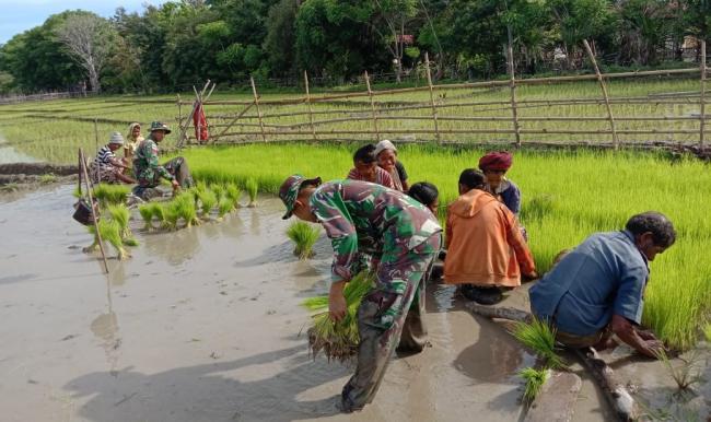 Wujudkan Swasembada Pangan, Satgas Yonif 132/BS, Jalin Kebersamaan Dengan Masyarakat Perbatasan