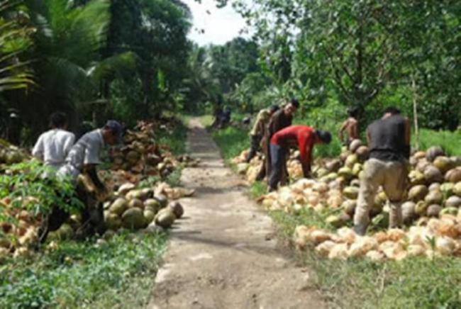 Soal Petani Kelapa di Tembilahan, Syarifuddin Singgung Bappeda dan Disperindag
