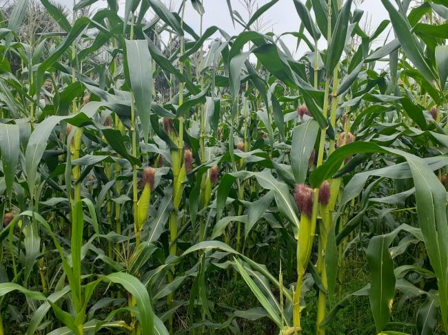 ProgramTanam Jagung  KTNA Diharapkan Jadi Percontohan