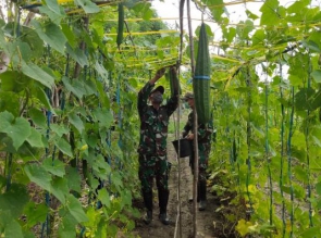 Hasil Kebun Melimpah, TNI Bagi-Bagi Sayur Gratis di Tengah Wabah Covid-19 Kepada Masyarakat