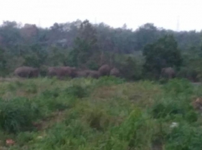 Gerombolan Gajah Liar Kembali Masuk Perkebunan Warga