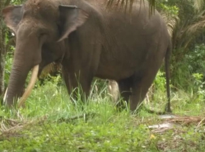 Warga Desa Panik, Kawanan Gajah Liar Masuk Perkampungan