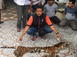 Polda Riau Kembali Ungkap Perdagangan Kulit dan Organ Harimau Sumatera di Inhu