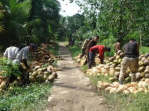 Soal Petani Kelapa di Tembilahan, Syarifuddin Singgung Bappeda dan Disperindag