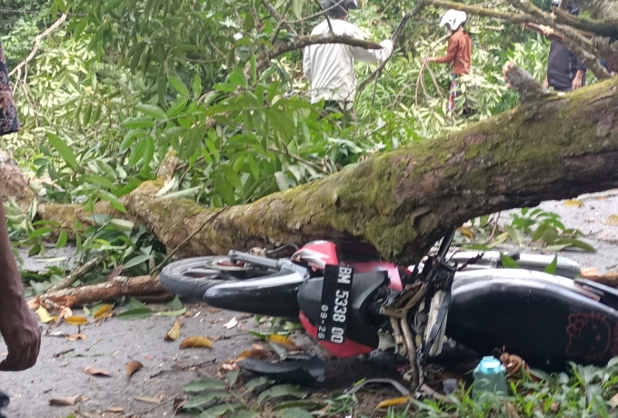 Cepat Tanggap, Personil Koramil 01/Bkn Evakuasi Pohon Tumbang