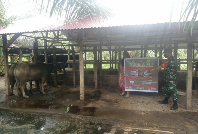 Sambangi Peternak Kerbau, Babinsa Kelurahan Bangkinang Sosialisasikan  Penyakit PMK