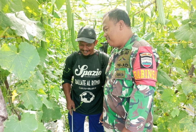 Giat Ketahanan Pangan Babinsa Koramil13/Rokan Komsos dengan Petani Sayur di Desa Binaan