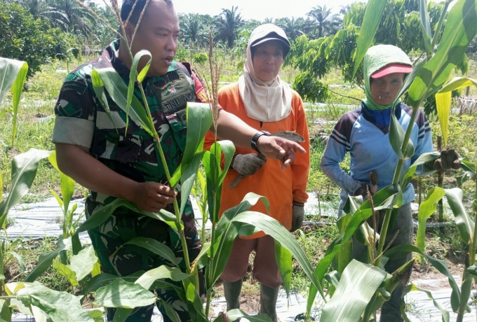 Babinsa Koramil 13/Rokan Serda Febrianto Komsos Dengan Petani Jagung di Desa Binaan