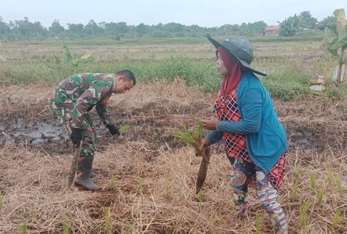 Wujudkan TNI Manunggal, Babinsa 15/Kk Bantu Petani Tanam Padi