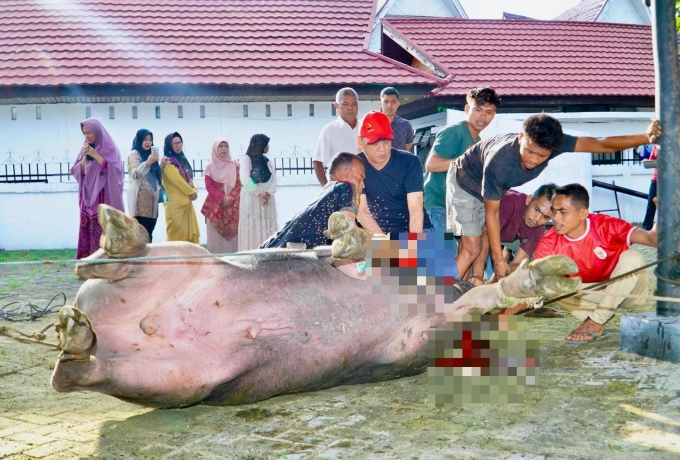 Sembelih Sendiri Hewan Qurbannya, Pj Bupati Kampar, Sebagai Bentuk Ketaatan Hamba Kepada Allah SWT