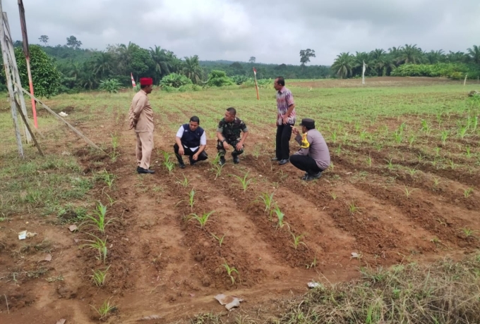 Meningkatkan Ketahanan Pangan, Babinsa Bersama Tiga Pilar Motivator Petani Di Wilayah Binaan