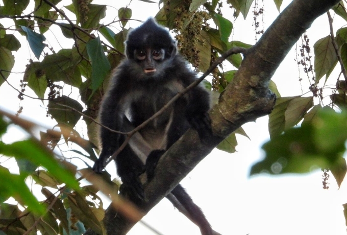 Komitmen Hijau di Wilayah Operasi, PHR Rajut Asa Habitat Lutung Kokah