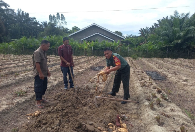Upaya Mendukung Sektor Pertanian, Babinsa Koramil 16/Tapung Bersama Warga Panen Ubi Jalar