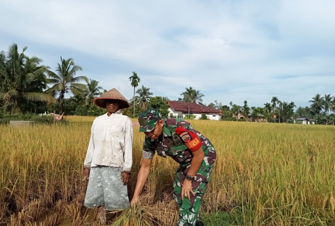 Sertu Supriadi Babinsa Koramil 01/Bkn Bantu Petani Panen Padi di Desa Binaan 