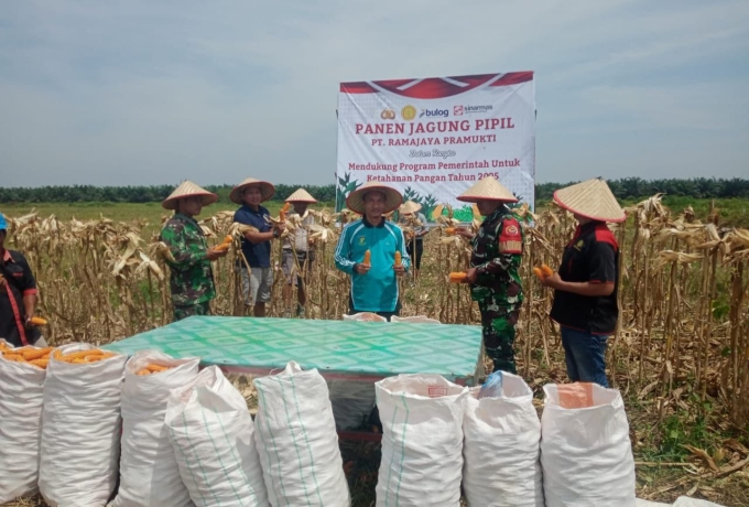 Mendukung Program Ketahanan Pangan, Babinsa Koramil 16/Tapung Panen Raya Jagung Pipil