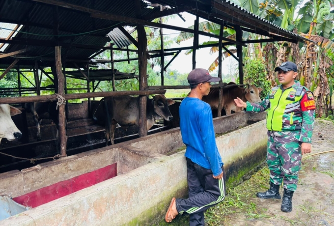 Berikan Semangat kepada Peternak, Babinsa Koramil 06 Siak Hulu Anjurkan Vaksinasi Sapi
