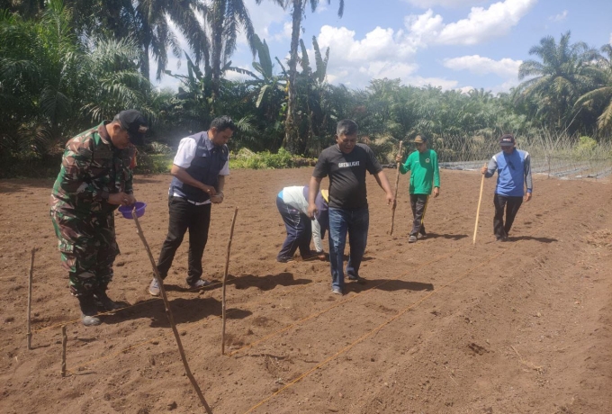 Mendukung Program Katahanan Pangan Nasional, Babinsa Koramil 16/Tapung Melaksanakan Penanaman Padi