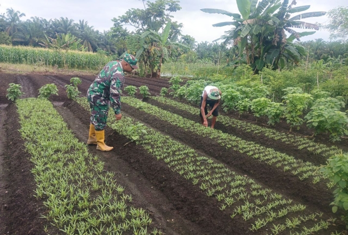 Sebagai Bentuk Dukungan Ketahanan Pangan, Babinsa Koramil 16/Tapung Bantu Petani 