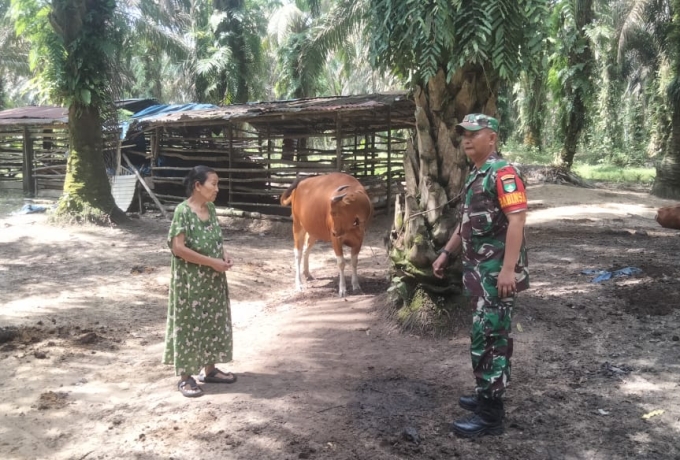 Babinsa Koramil 03/Bunut Laksanakan Sosialisasi Pencegahan PMK Kepada Peternak Sapi
