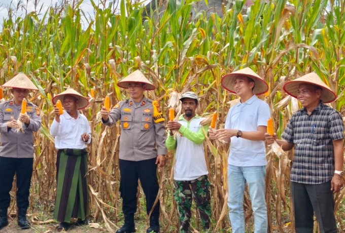 Panen Raya Jagung Pipil di Ponpes Nurul Huda LBJ, Dukung Ketahanan Pangan 2025