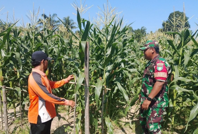 Dukung Program Ketahanan Pangan Nasional, Babinsa Koramil 16/Tapung  Tinjau Tanaman Jagung Warga