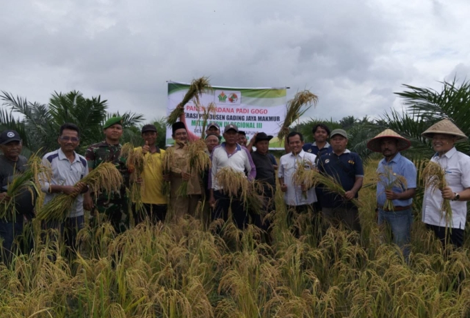 Upaya Untuk Mendukung Ketahanan Pangan, Babinsa Koramil 16/Tapung Panen Padi Gogo