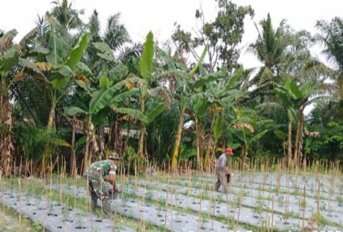 Sukseskan Ketahanan Pangan, Babinsa Koramil 16/Tapung Bantu Petani Pupuk Tanaman Cabe