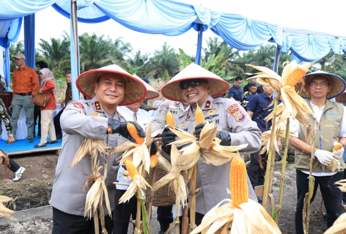 Wujudkan Swasembada Pangan, Polda Riau Panen Raya Jagung Serentak di Kampar