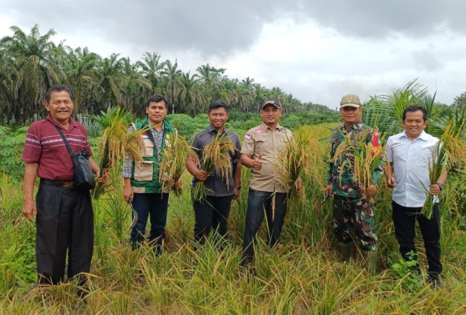 Dukung Program Swasembada Pangan, Babinsa Koramil 16/Tapung Hadiri Panen Perdana Padi Gogo