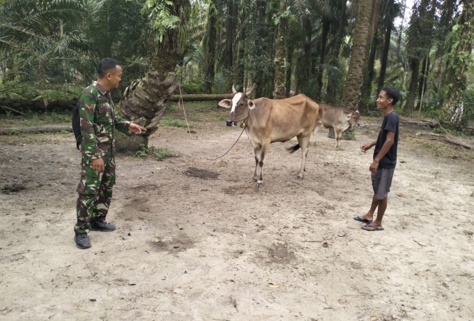 Antisipasi Wabah PMK, Babinsa Koramil 11/Tambusai Pantau Ternak Sapi Milik Warga