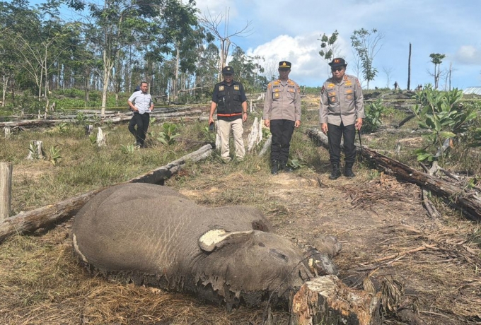 Anak Gajah Sumatera Ditemukan Mati di Tesso Nilo, Kapolda Riau Turun ke Lokasi
