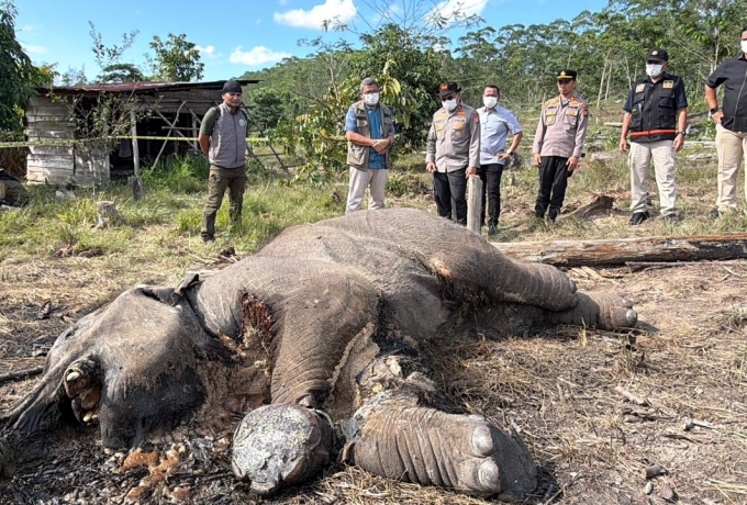 Ditreskrimsus Polda Riau Tetapkan Pemilik Lahan di Kawasan TNTN Jadi Tersangka Kematian Anak Gajah
