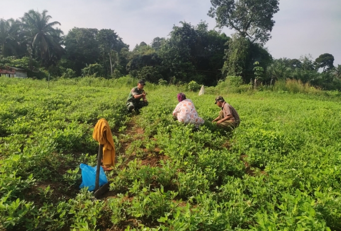 Serda Syahrizal Nasution Silaturahmi Terhadap Petani Kacang di Tambusai 