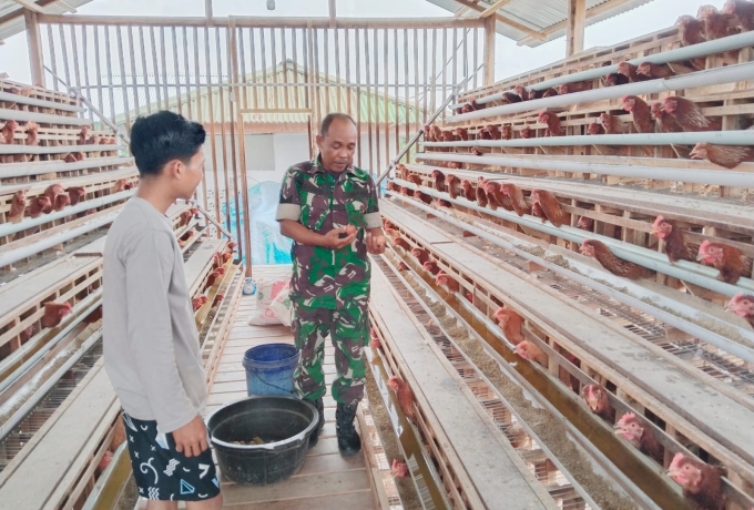 Babinsa Koramil 03/Bunut Tinjau Peternakan Ayam Petelur, Dukung Ketahanan Pangan 