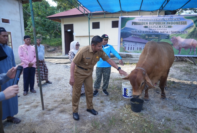 Bupati Kampar Serahkan Sapi Kurban Presiden RI untuk Idul Adha 1447 H di Masjid di Kuok