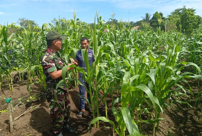 Ketahanan Pangan Sebagai Upaya Kemandirian,Babinsa Koramil 06 Siak Hulu Komsos dengan Petani Jagung