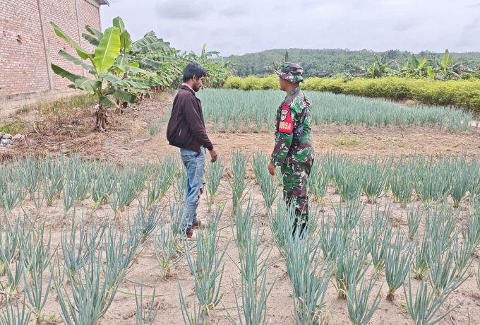 Babinsa Koramil 03/Bunut Dampingi Petani Rawat Bawang, Perkuat Ketahanan Pangan Desa