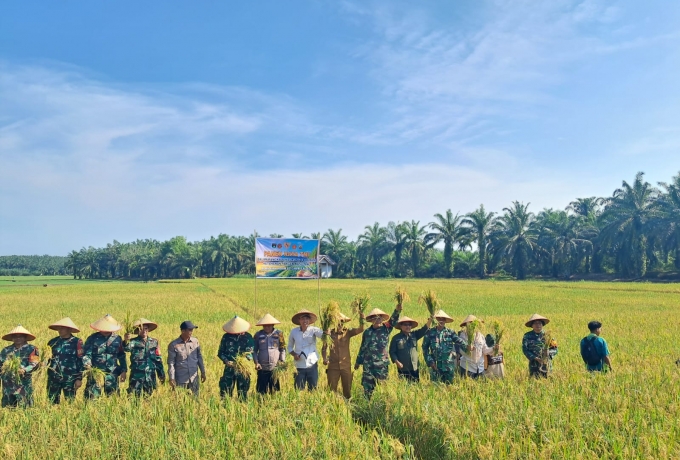 Panen Raya TNI Bersama Masyarakat, Wujud Nyata Dukungan Ketahanan Pangan Nasional di Rokan Hulu
