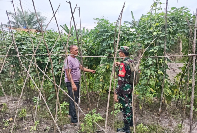 Babinsa Koramil 03/Bunut Dampingi Warga Cek Tanaman Kebun di Desa Lubuk Mandian Gajah