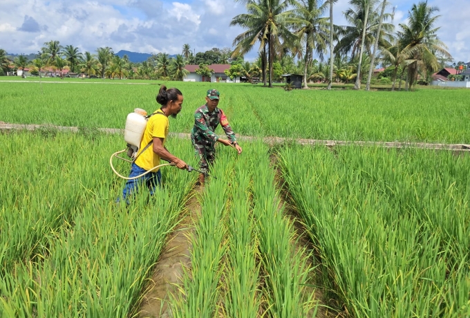 Babinsa Koramil 13/Rokan IV Koto Dampingi Petani Rawat Tanaman Padi