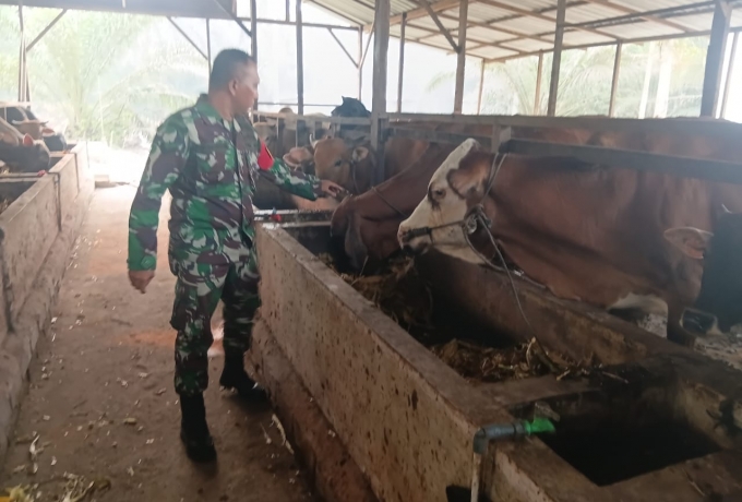 Cegah PMK, Babinsa Koramil 06 Siak Hulu Kunjungi dan Imbau Peternak Sapi