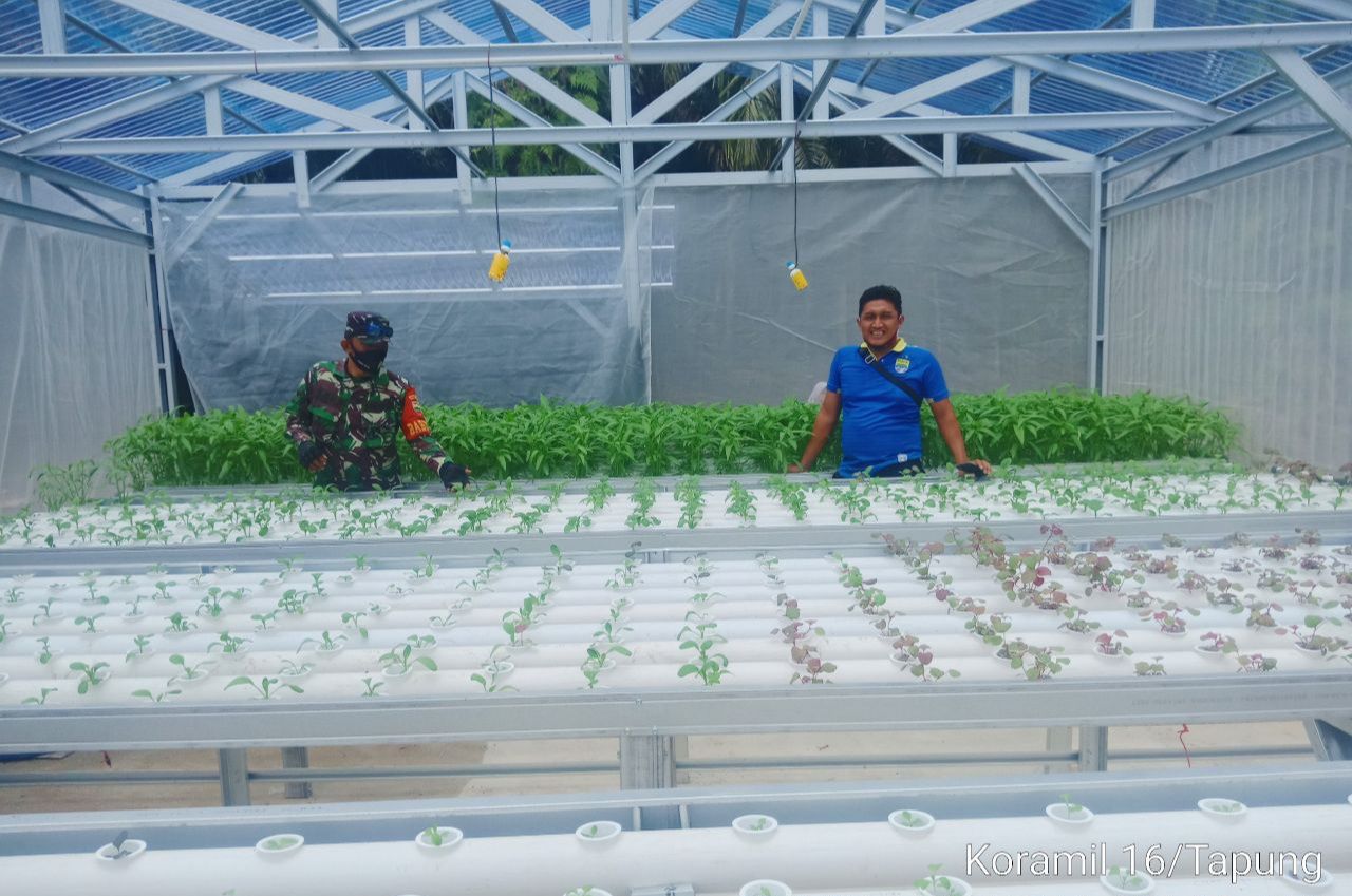 Babinsa Kodim 0313/Kampar Dampingi Pengembangan Tanaman Hidroponik