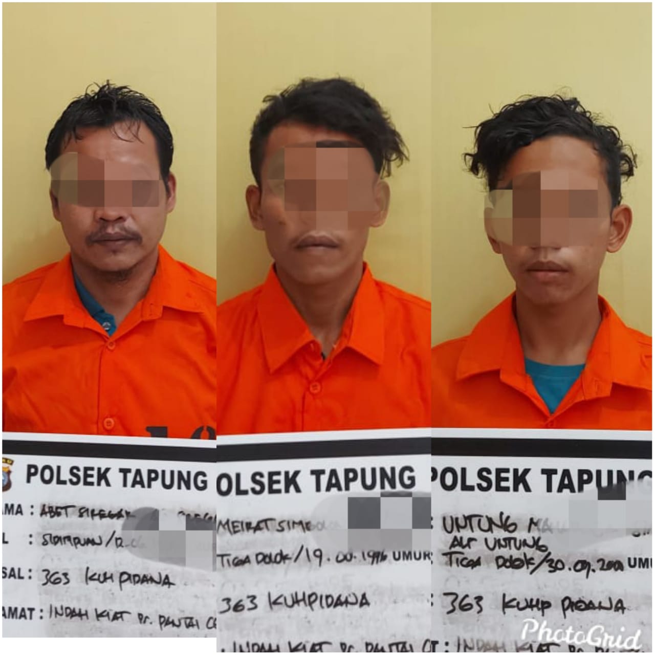 Polsek Tapung Amankan 3 Terduga Pelaku Pencurian TBS Milik PTPN-V Kebun Sei Garo