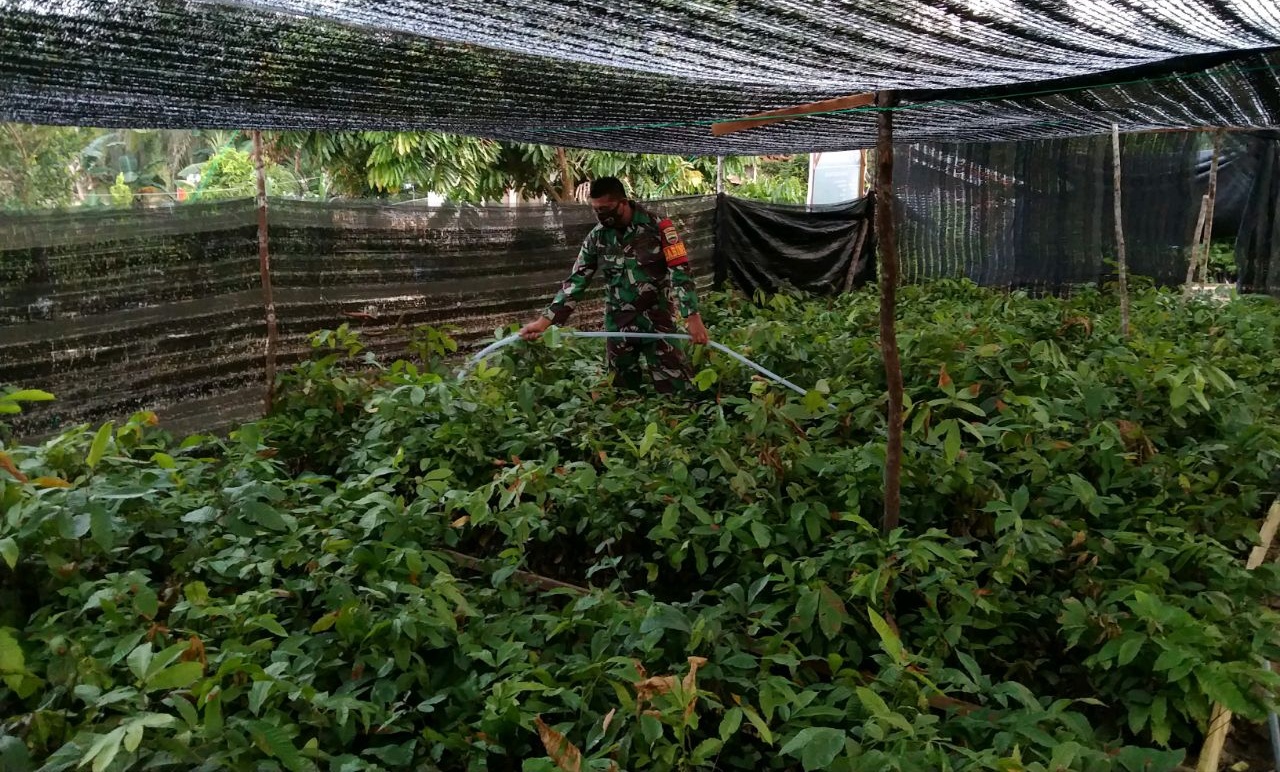 Babinsa Desa Boncah Kesuma Melakukan Pembibitan Tanaman  Kebun Bibit Desa