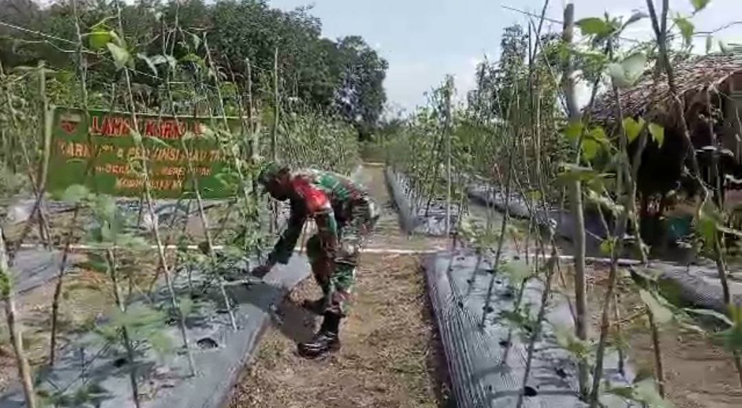 Anggota Koramil 14/KPN Kodim 0313/KPR Tetap Memantau Tanaman Pangan Yang Ada Di Desa Binaannya